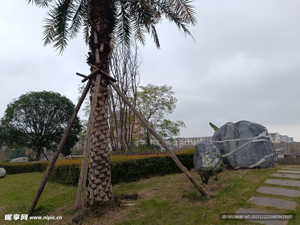 户外棕榈树与卫星天线景观