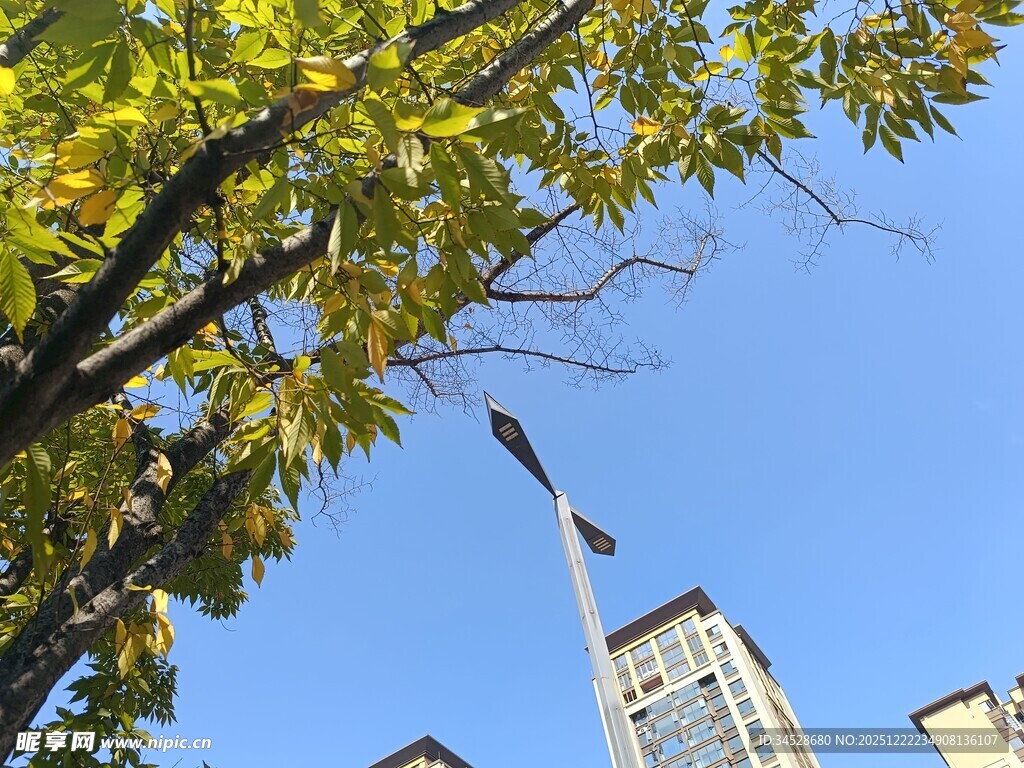 秋日树梢下的城市建筑