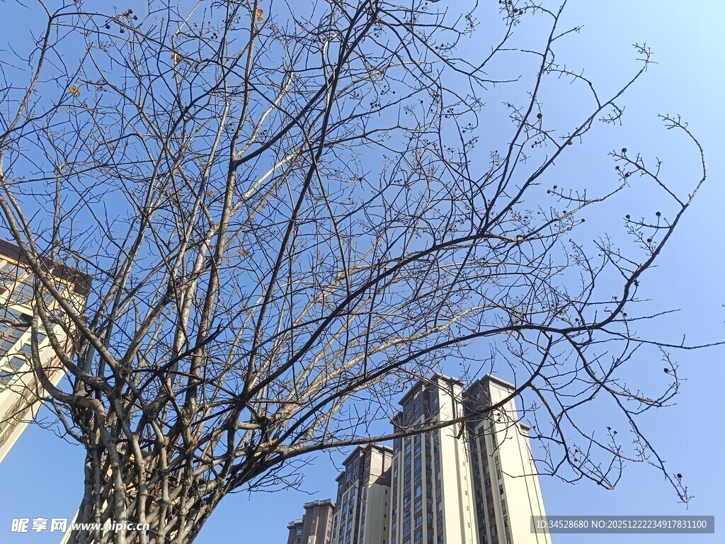 冬日枯树与高楼景象