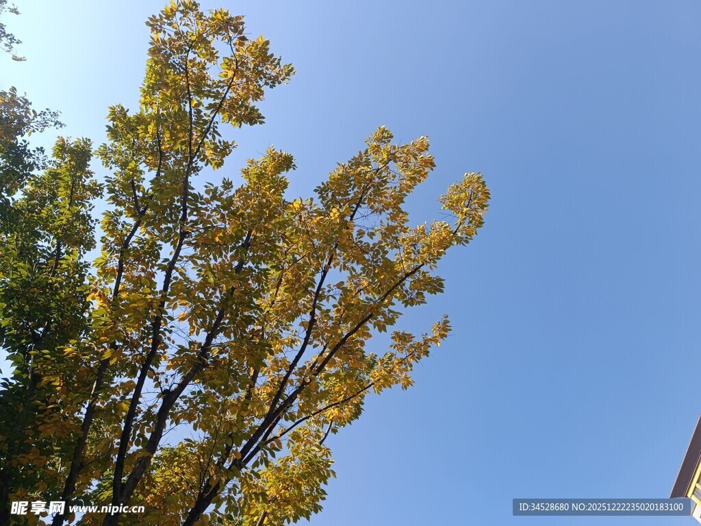 秋日蓝天中的金黄树叶