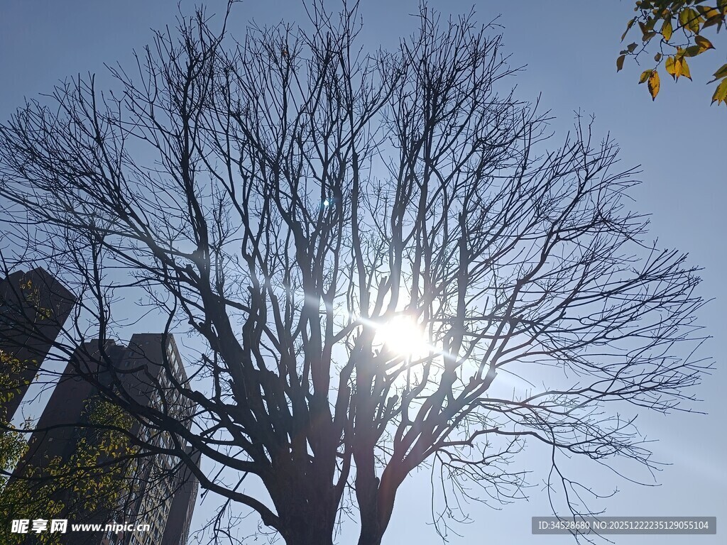 阳光下的光秃树木