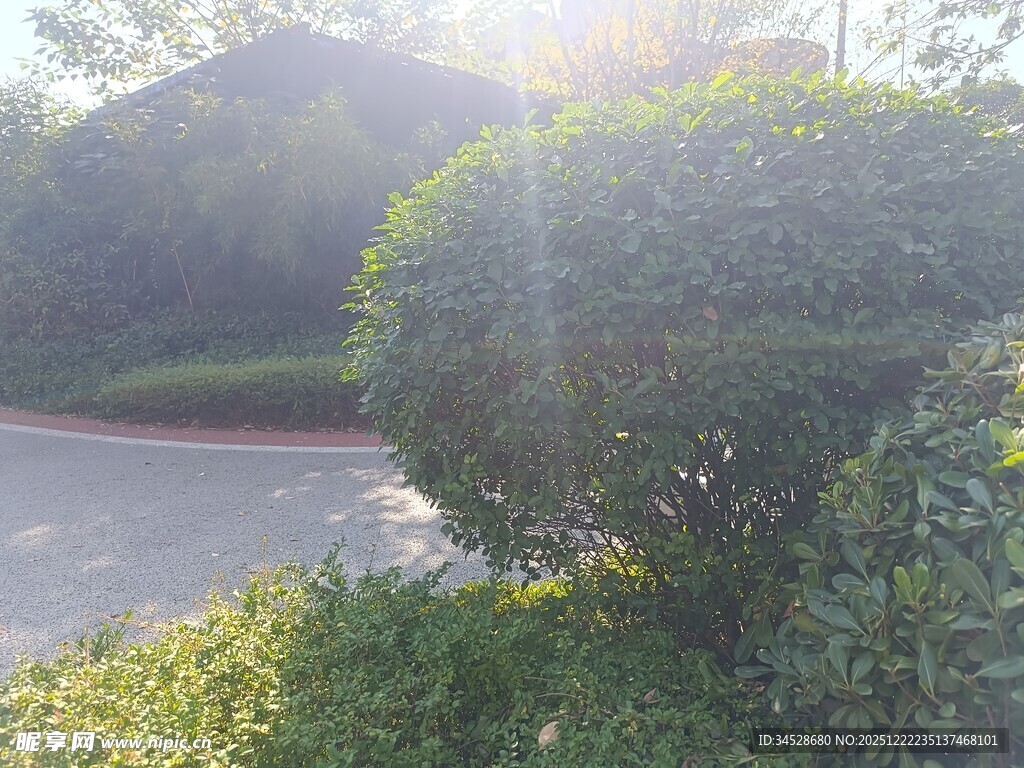阳光照耀下的绿植景观