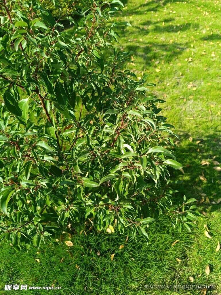 阳光下的葱郁绿植