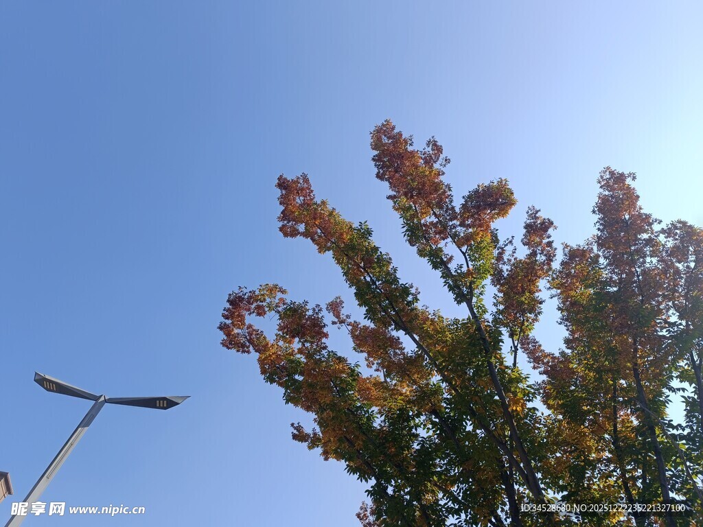 秋日树梢与路灯