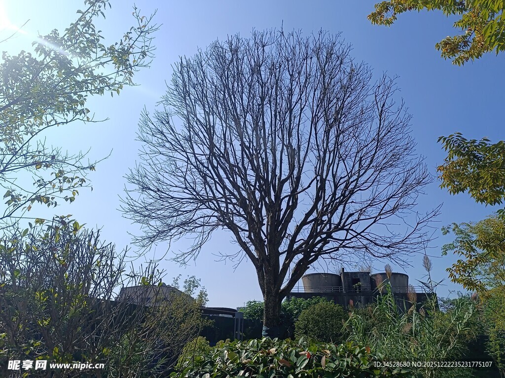 冬日枯树与蓝天绿植