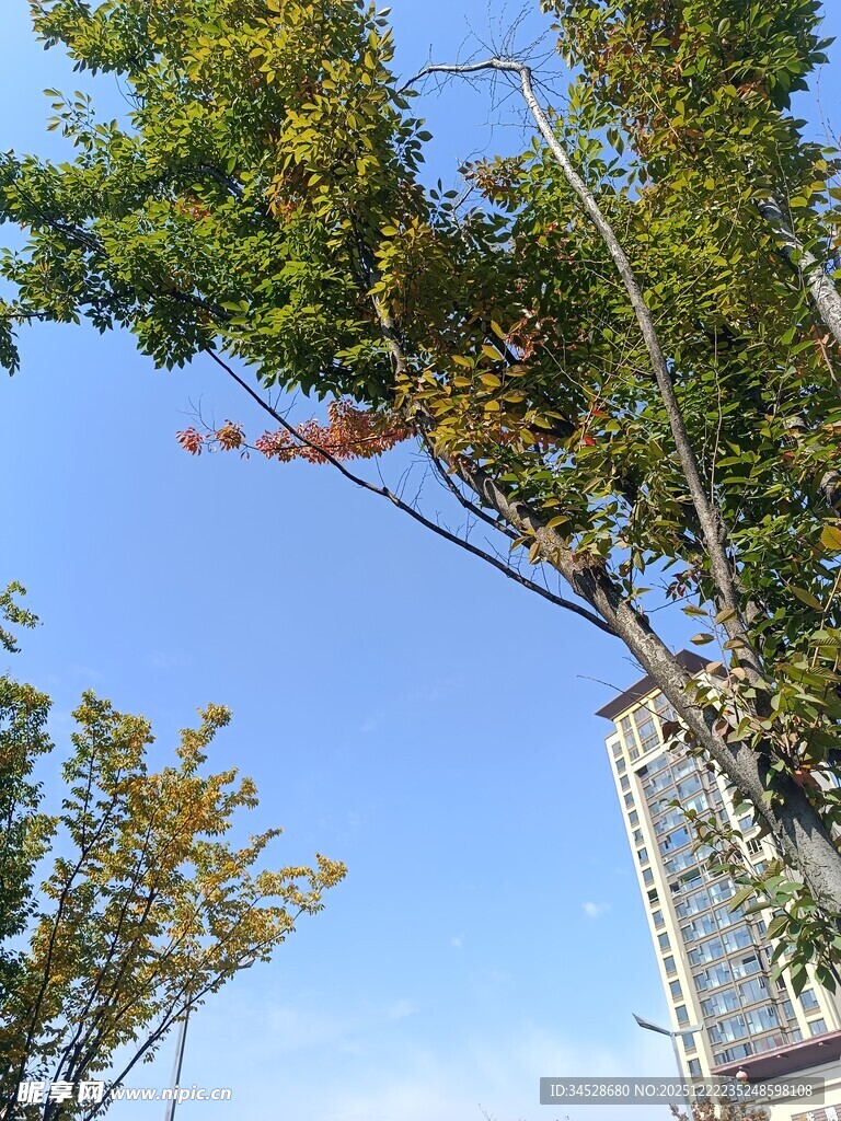 蓝天绿树旁的高楼景象