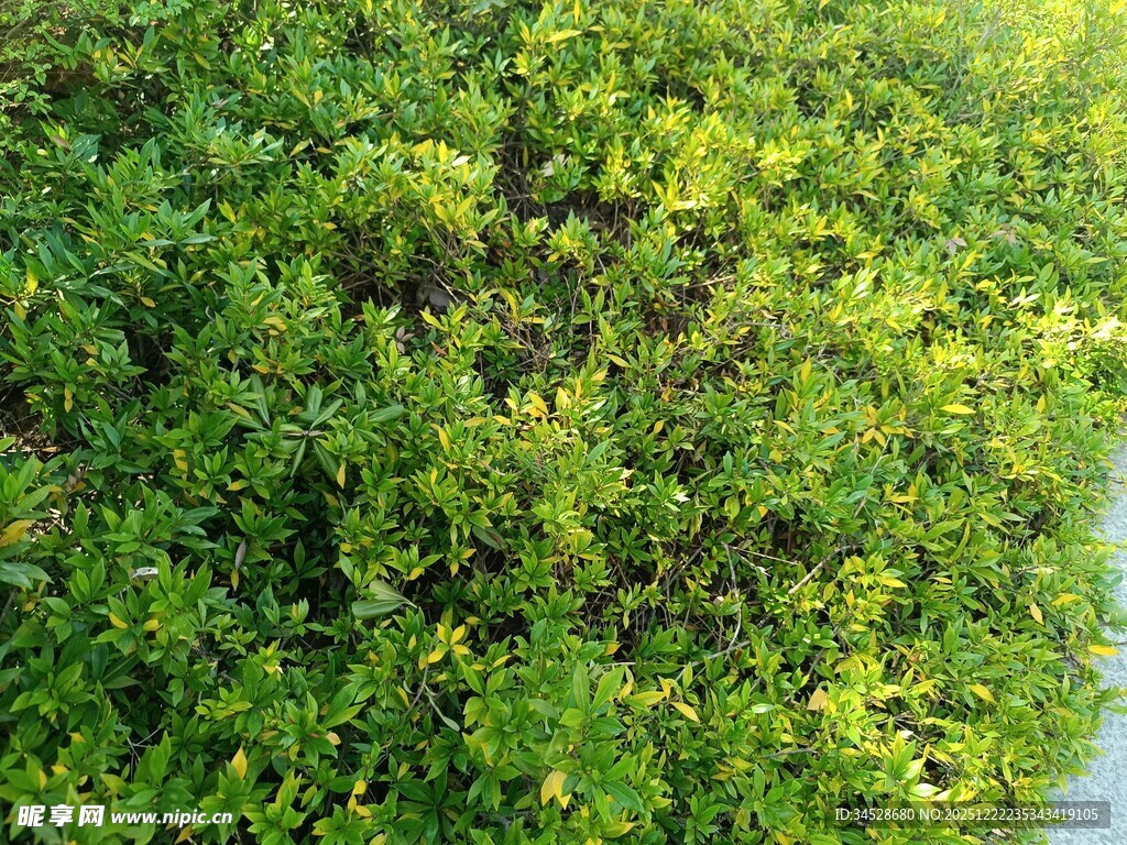 绿意盎然的路边繁茂植被