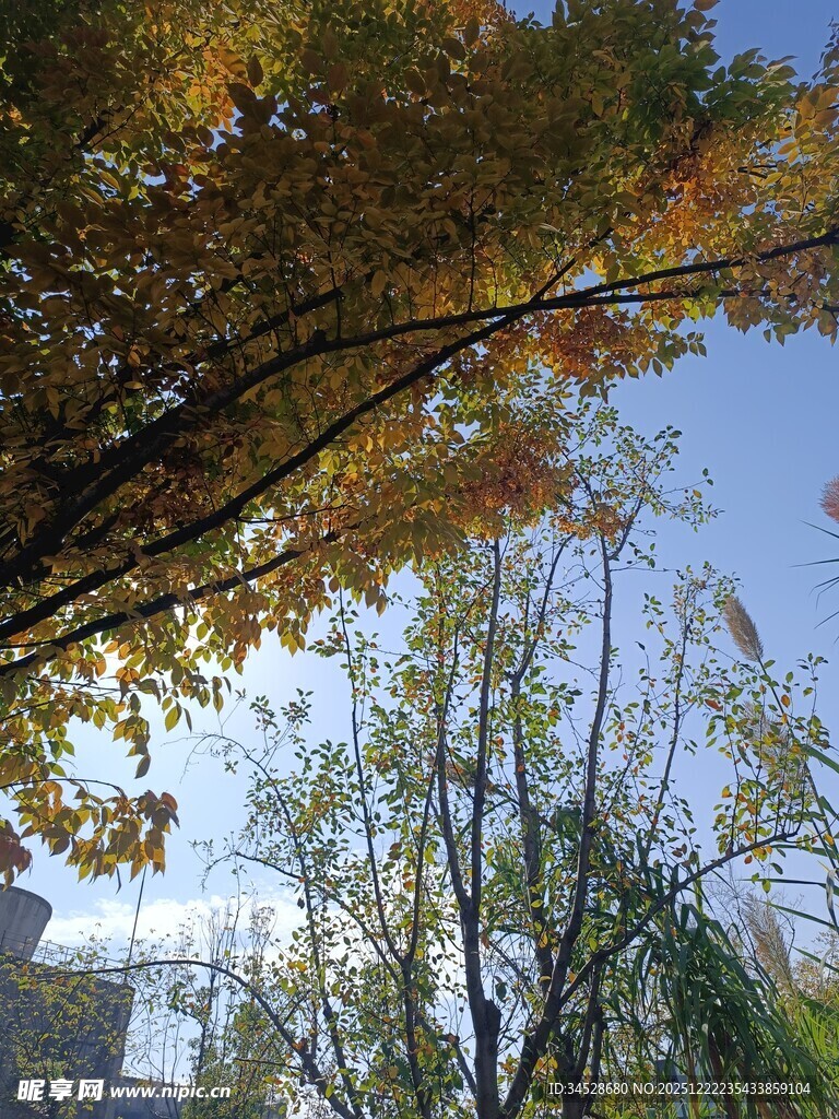 秋日树梢上的斑斓景致