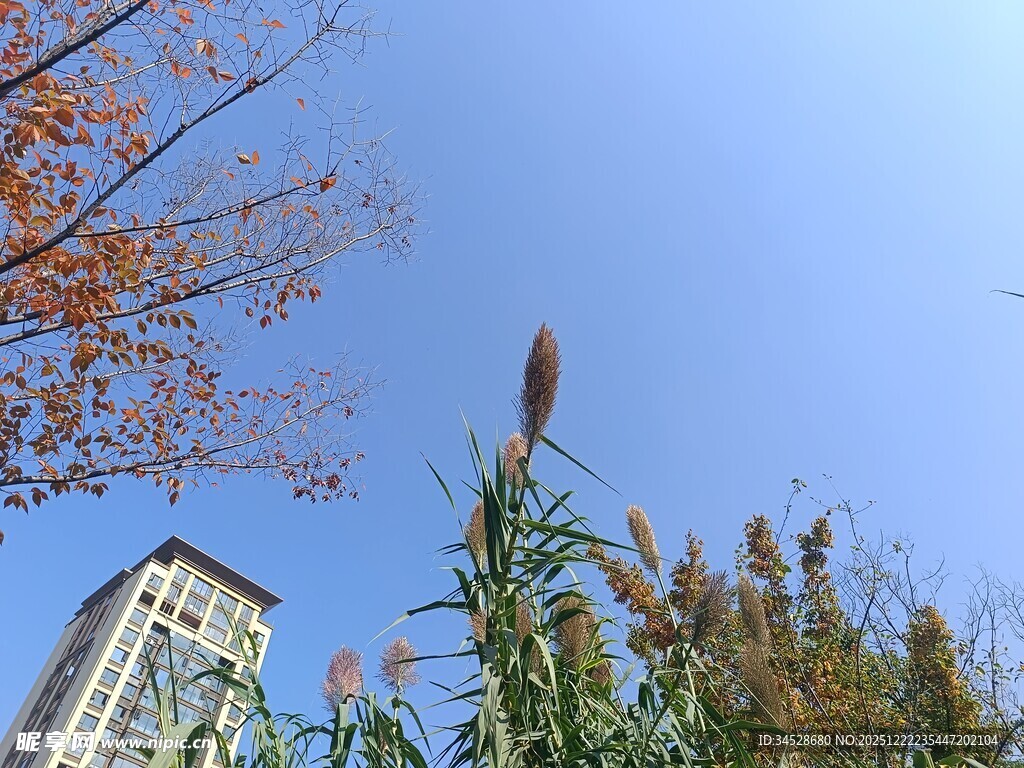 秋日城市与植物景致