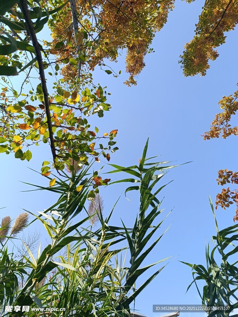 秋日树梢下的绿植蓝天