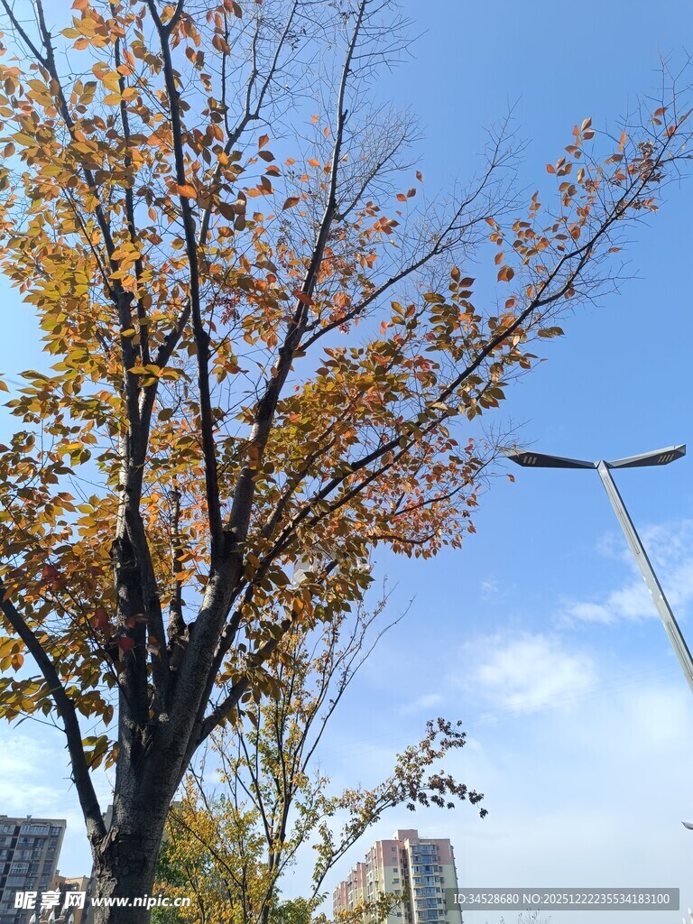 秋日蓝天旁的斑斓树木