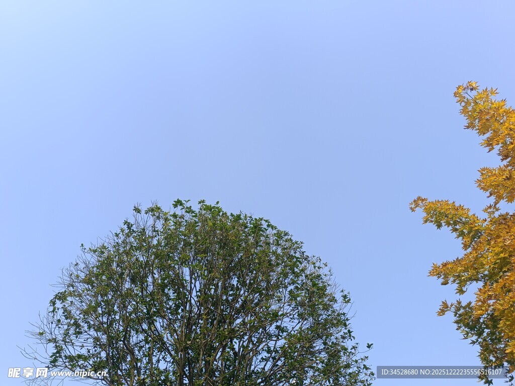 秋日双树映蓝天
