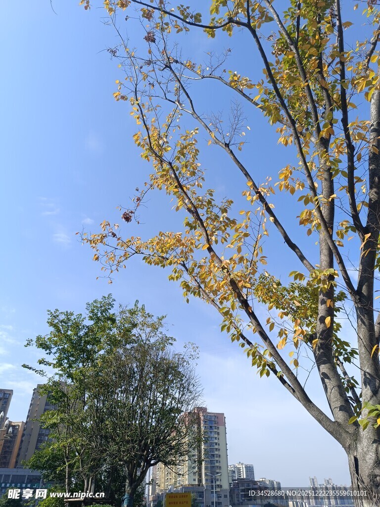 秋日街道旁的树木景观