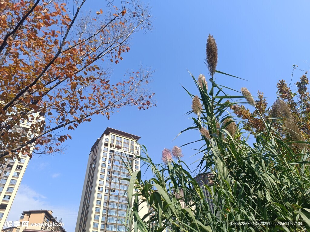 高楼旁的绿植与蓝天景象