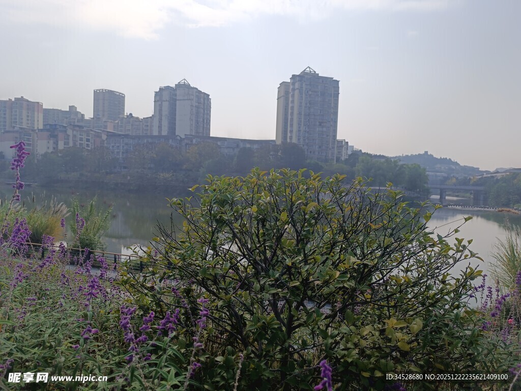 城市河畔花草与高楼景致