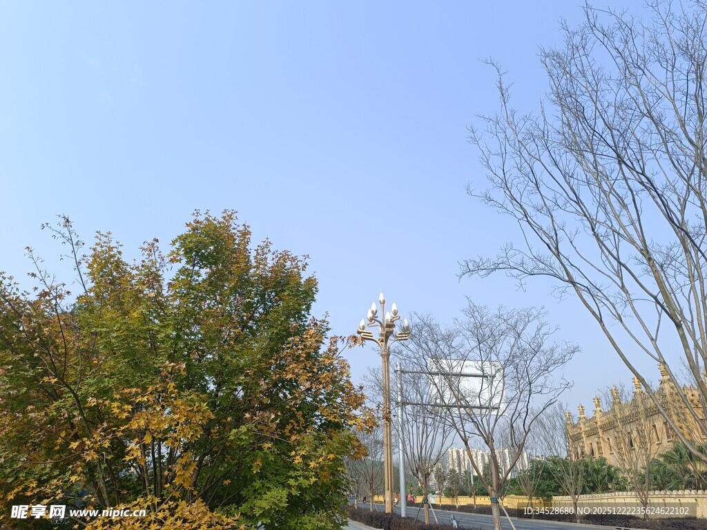 秋日户外树木风景图