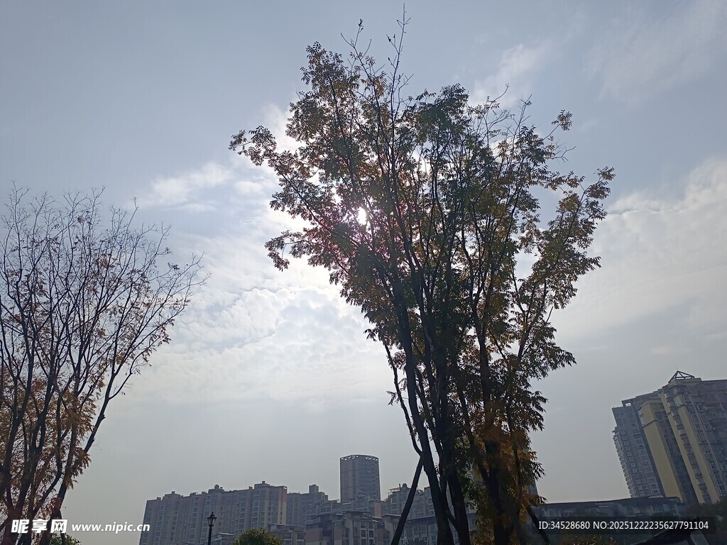 城市中阳光下的树木景观