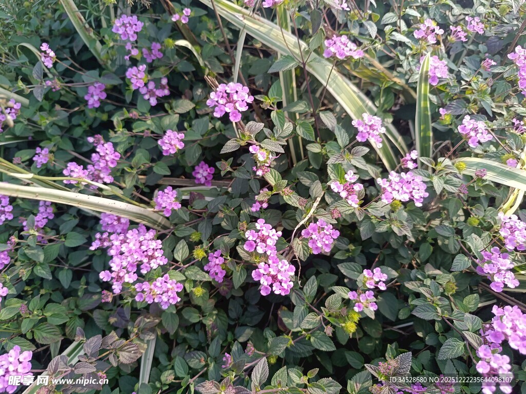 紫色小花绽放绿意间