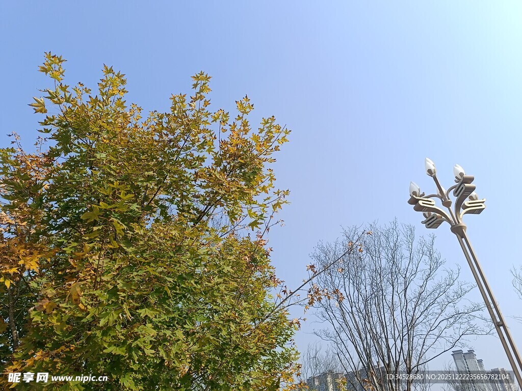 秋日树木与路灯景观