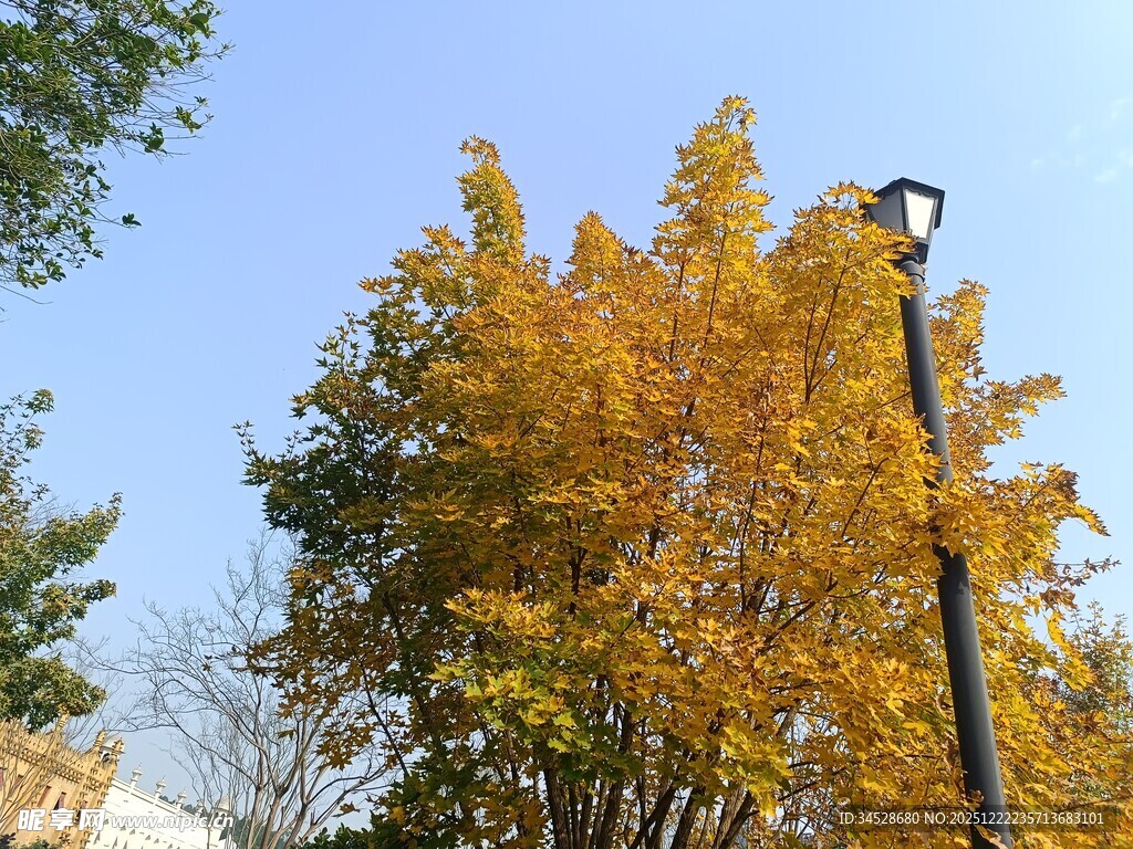秋日街头的金黄树木