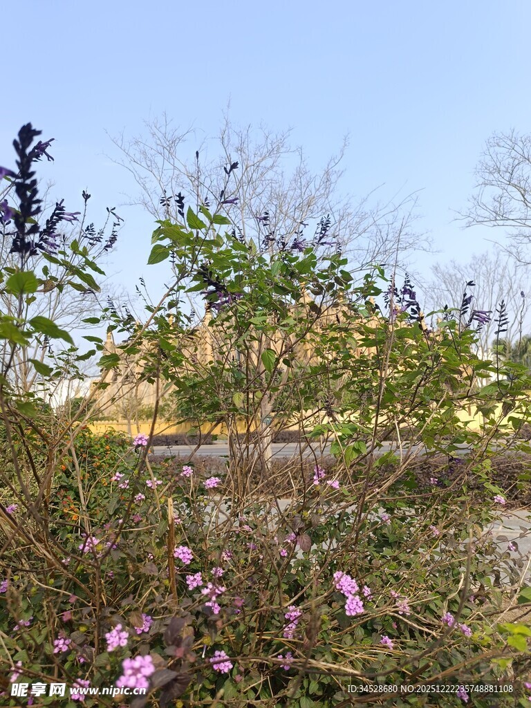 春日繁花盛开的自然景致