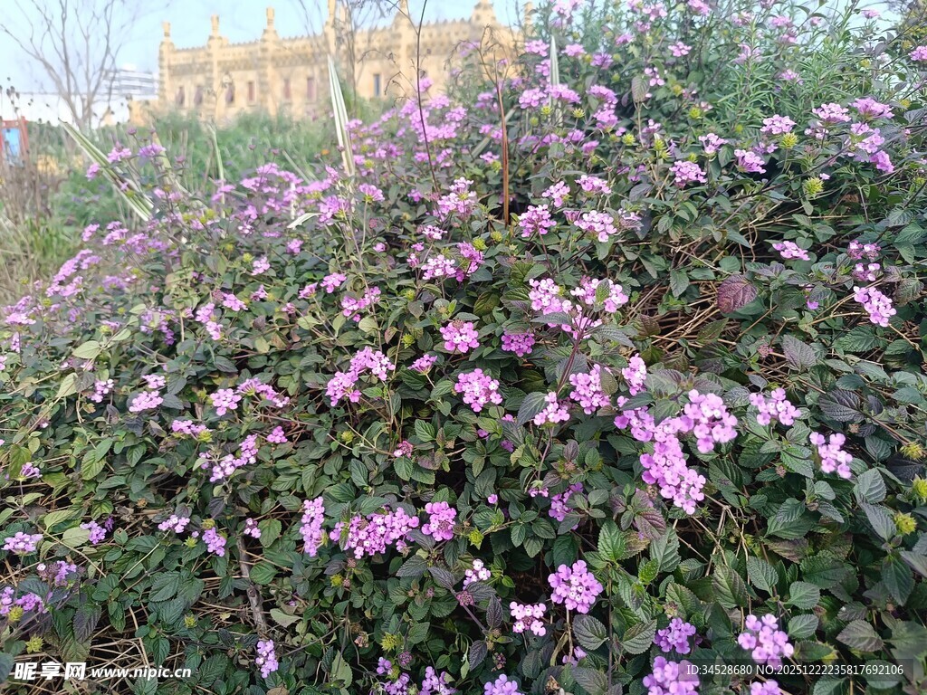 繁茂紫花绽放的美丽植株