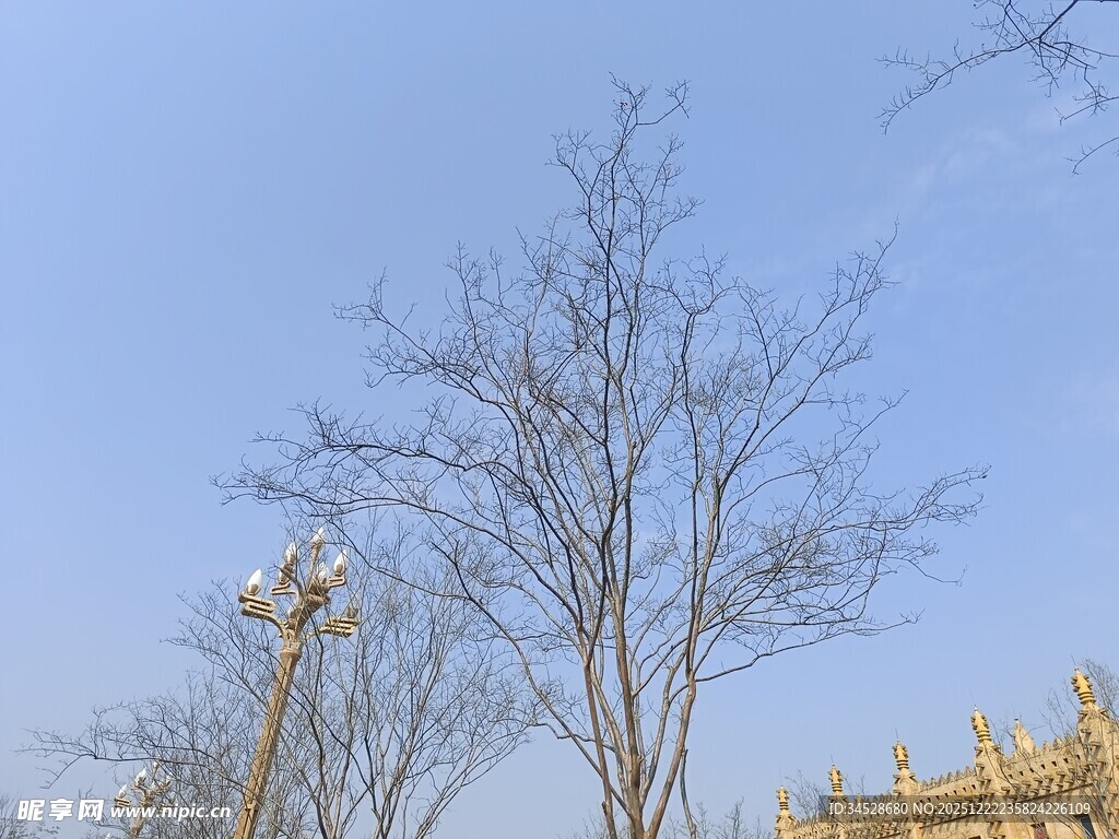 蓝天枯树旁的古典建筑