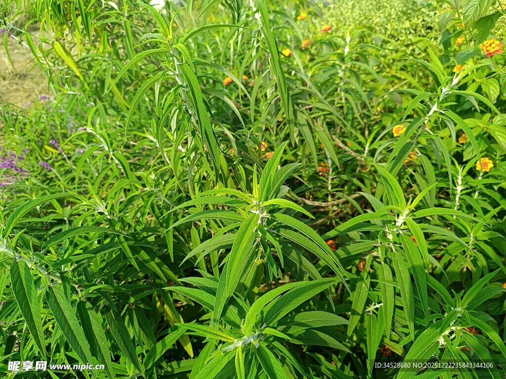 繁茂的绿色植物景观