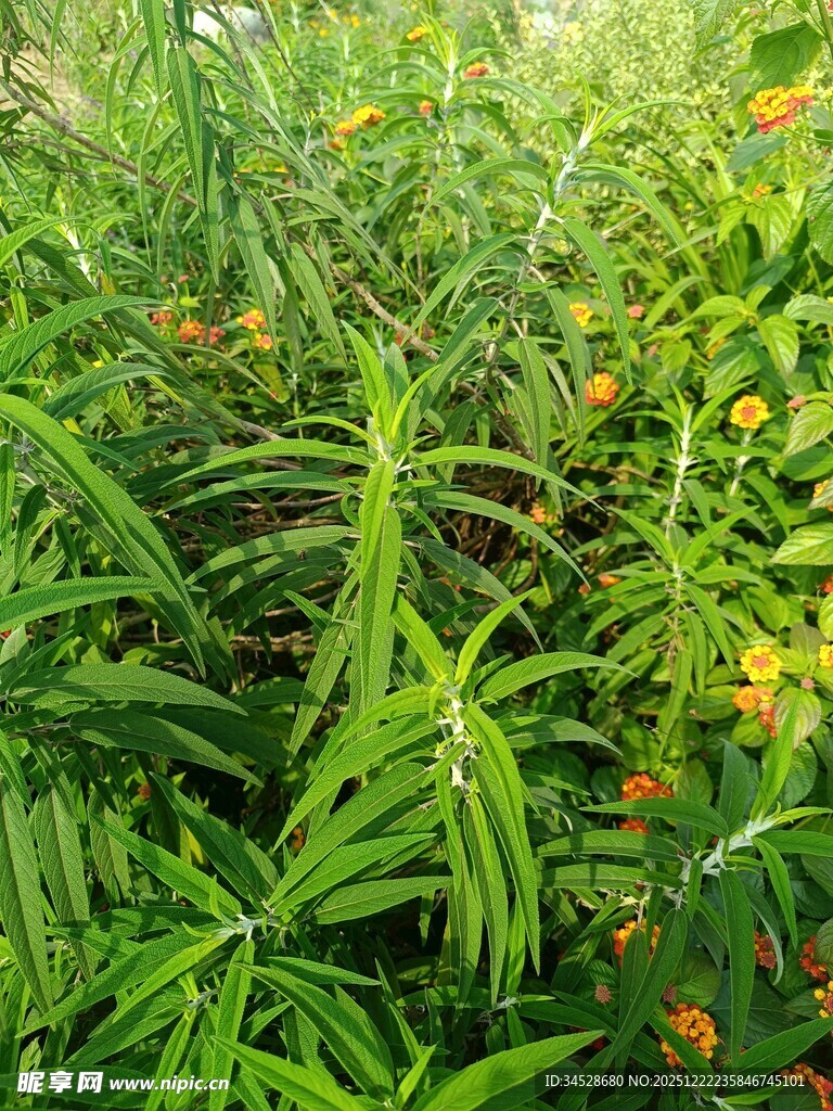 繁茂绿植间点缀黄色小花