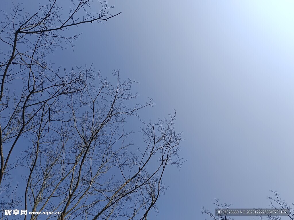 蓝天枯枝景象