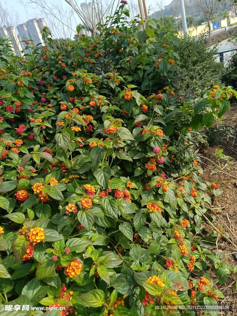 鲜艳花丛中的多彩花卉