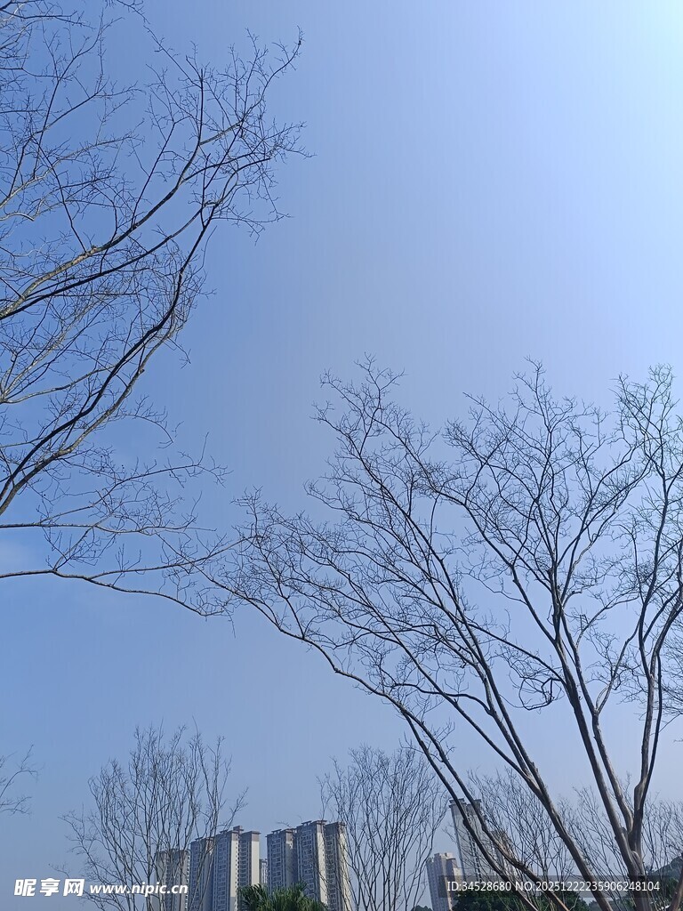 冬日光秃树枝与远处建筑