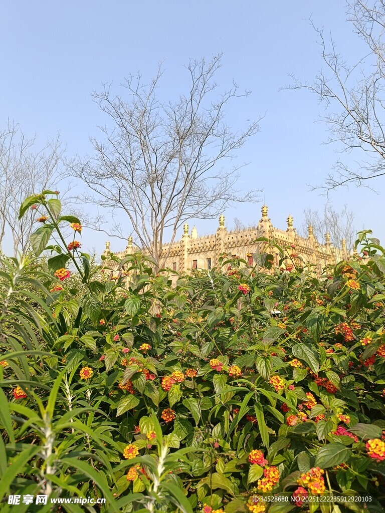 果园中繁茂的果树与果实