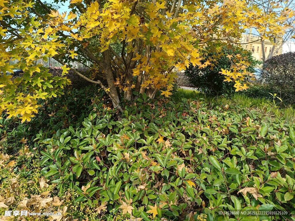 秋日繁茂绿植与黄叶树