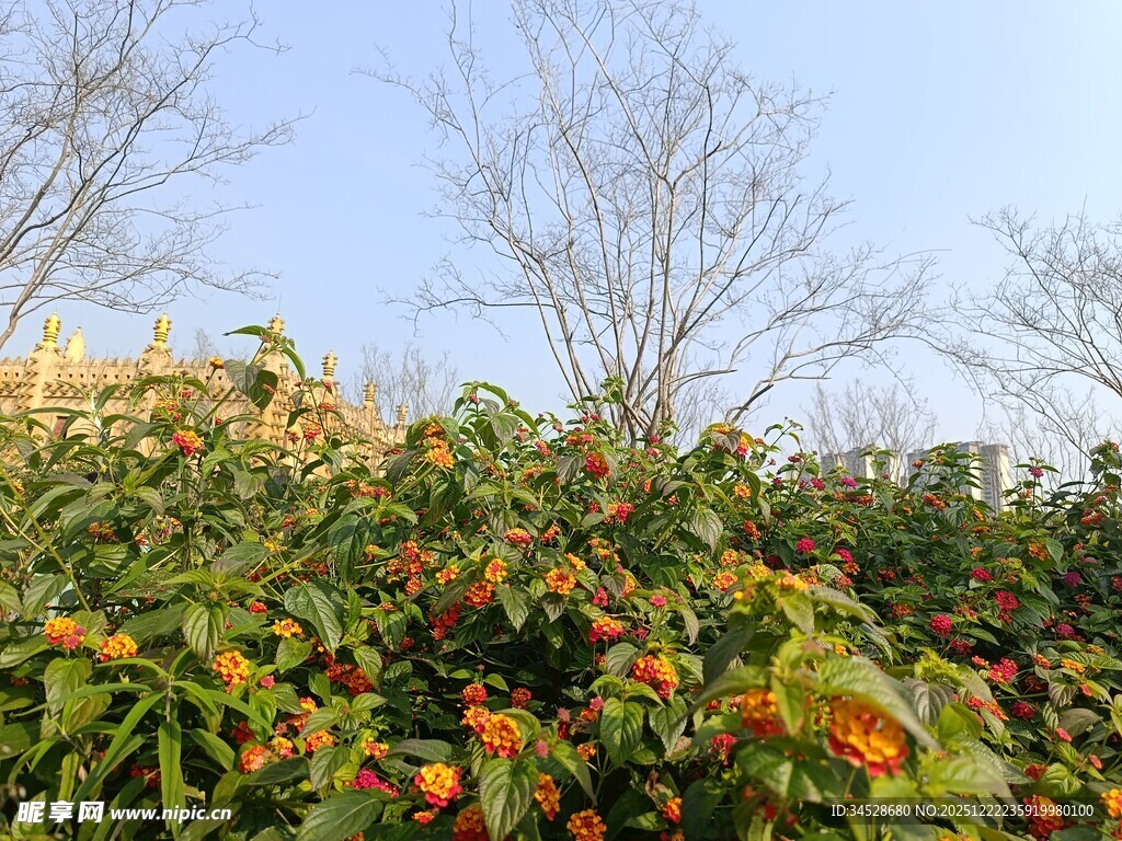 绿叶间的橙红果实