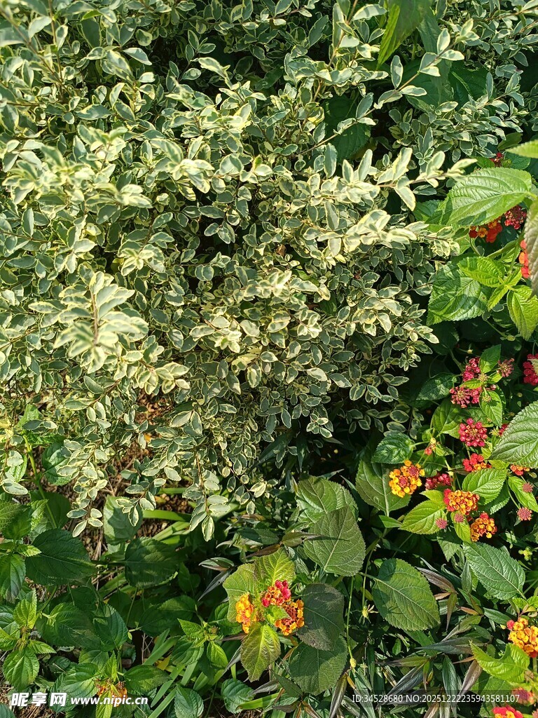 绿叶繁花交织的自然景致