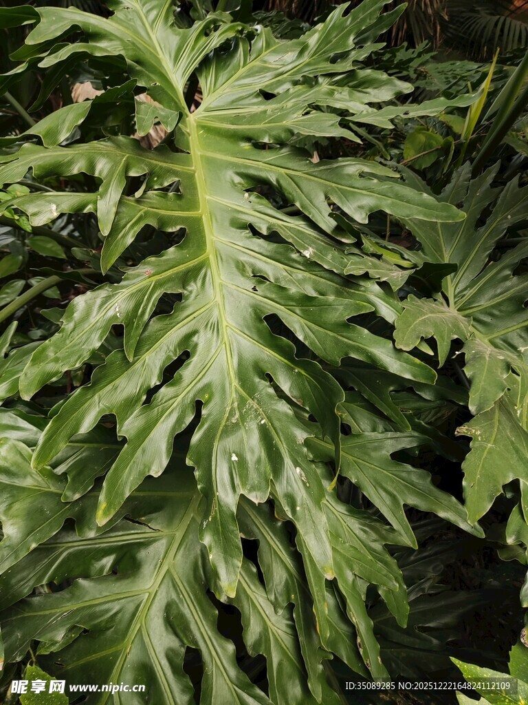 羽状叶片的绿植特写