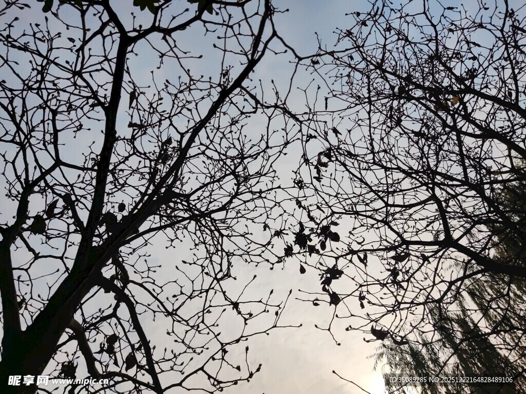 冬日光秃树枝与天空景象