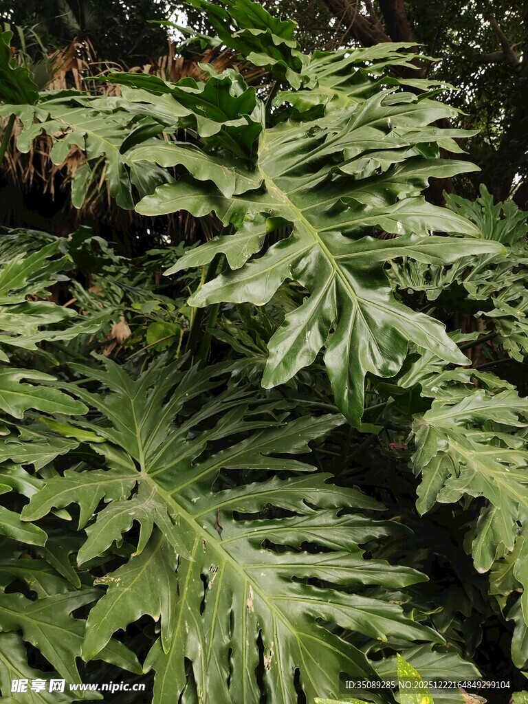 大型羽状叶片的绿色植物
