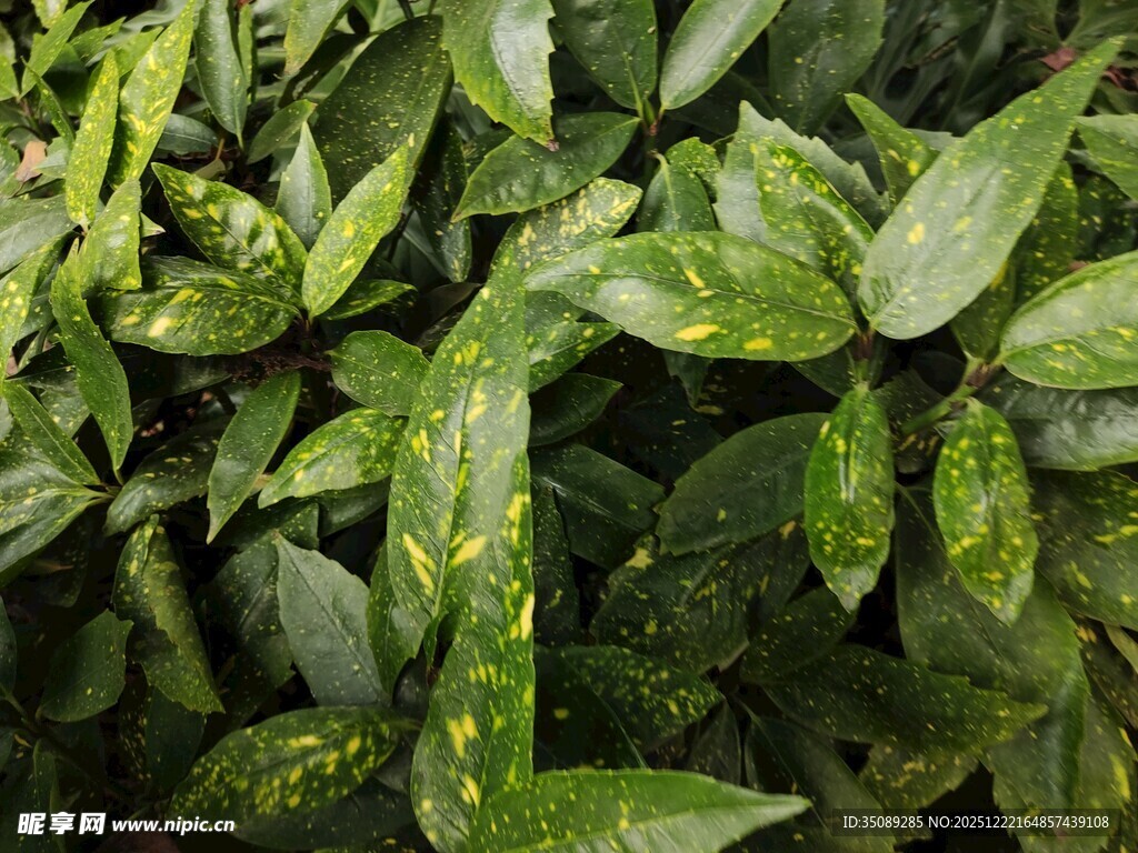 翠绿叶片上的斑驳病斑