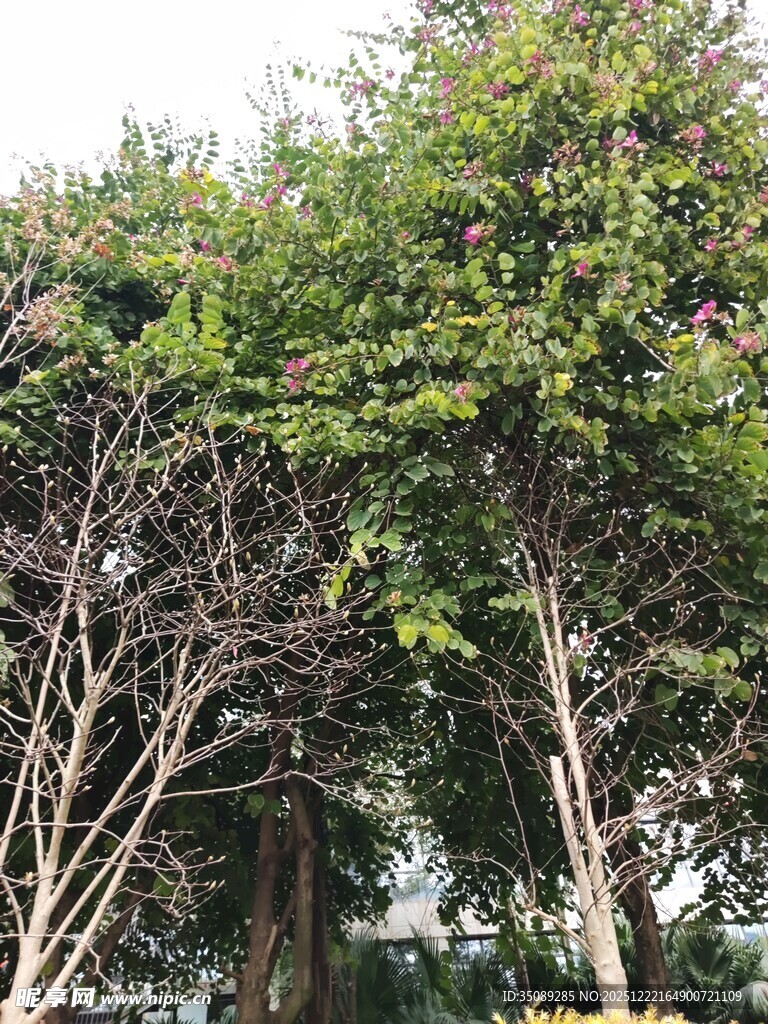 繁茂树木与光秃枝干景观