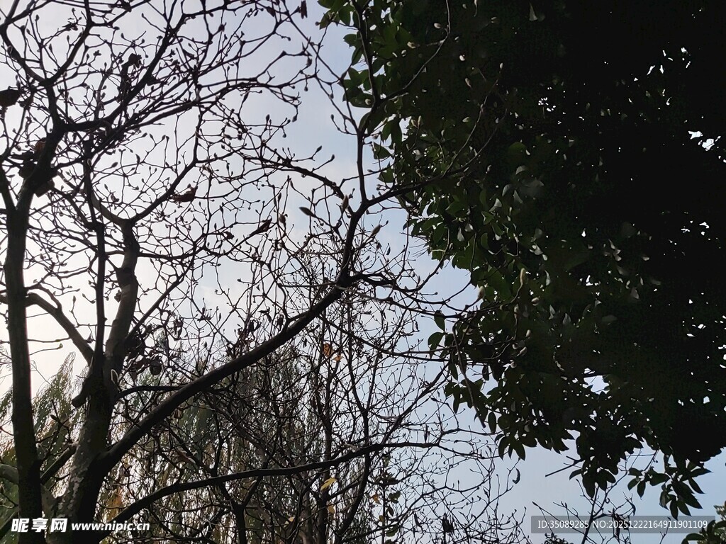 冬日枯树与葱郁树木对比