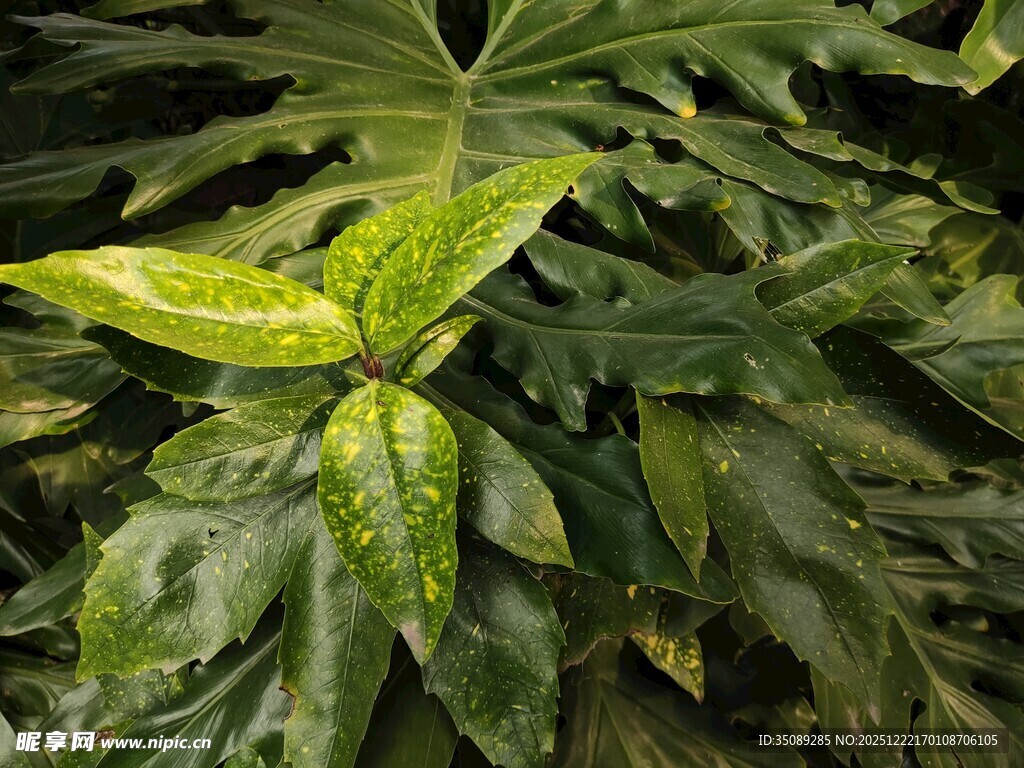 翠绿叶片的独特植物