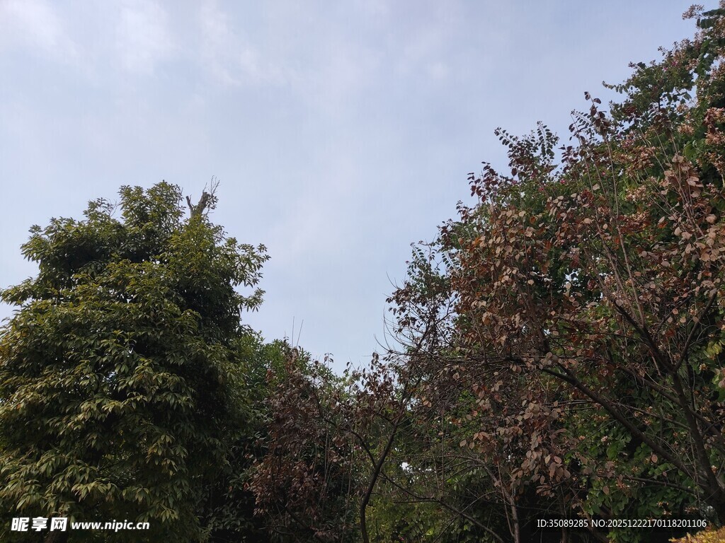 林间景致绿树蓝天相映