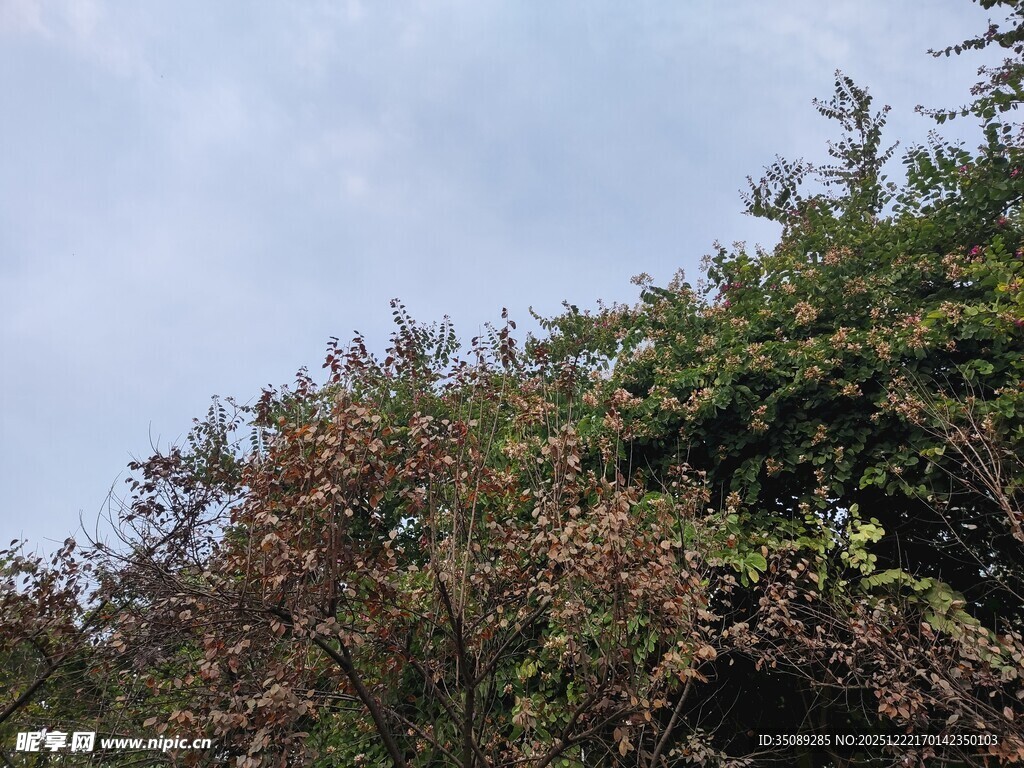 繁茂绿植与蓝天相映