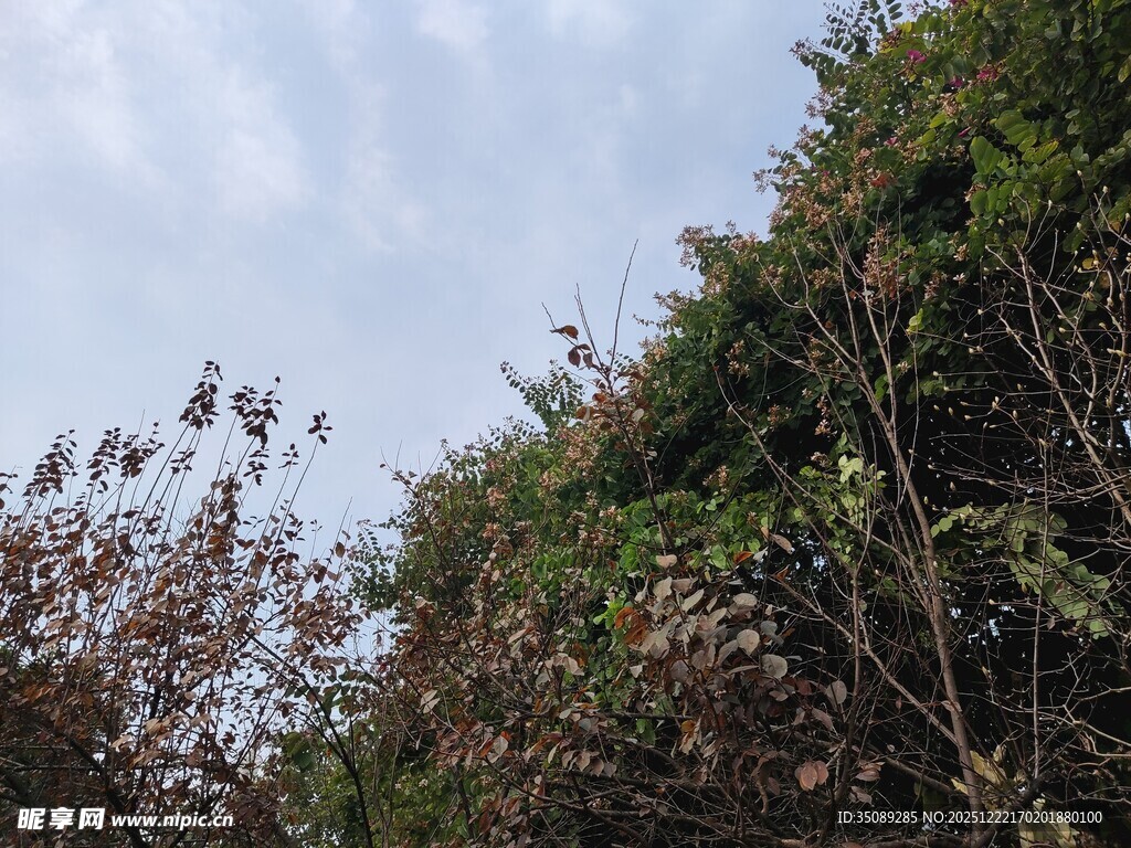 繁茂绿植与蓝天相映