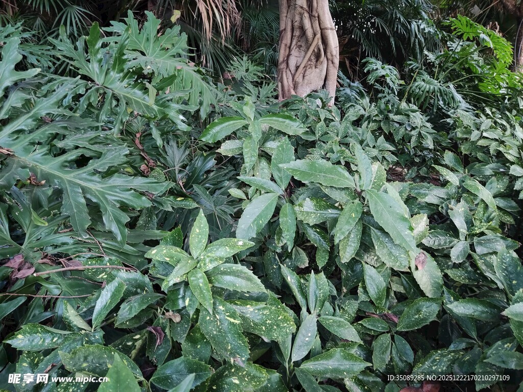茂密绿植环绕树干