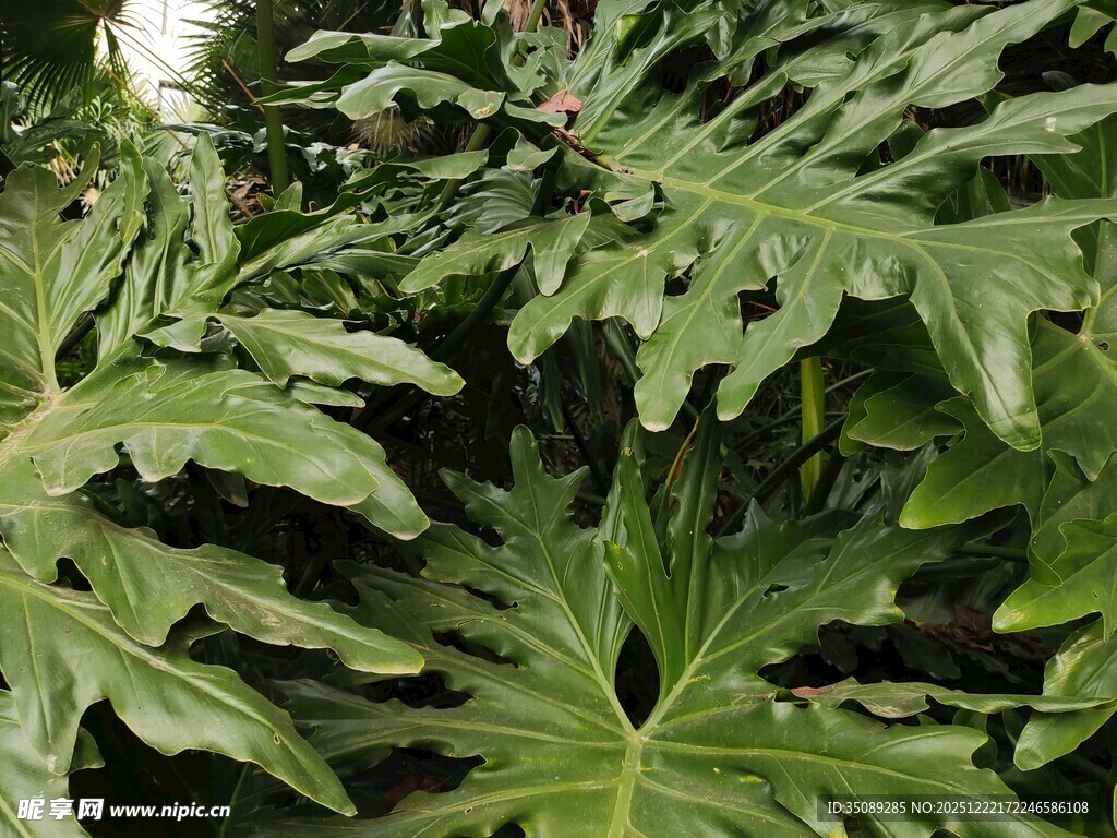 大型绿植叶片特写