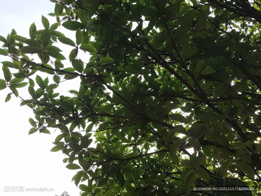 繁茂绿树枝叶葱茏