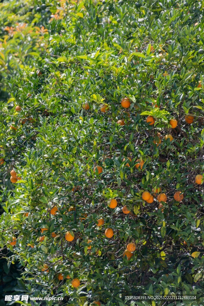 橘子树